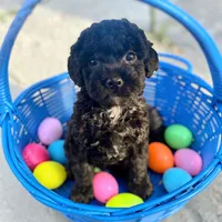 Black Beard Mahoney, a male Poodle - Miniature  for sale in Judsonia, AR – Photo 1 of 8