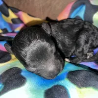 Black Beard Mahoney, a male Poodle - Miniature  for sale in Judsonia, AR – Photo 7 of 8