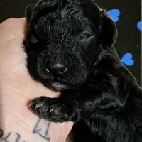 Black Beard Mahoney, a male Poodle - Miniature  for sale in Judsonia, AR – Photo 6 of 8