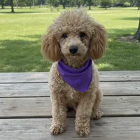 MItzie, a female Poodle - Miniature  for sale in Judsonia, AR – 9 of 9