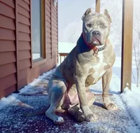 Slater, a male American Bully for sale in Judsonia, AR – 2 of 2