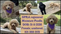 MItzie, a female Poodle - Miniature  for sale in Judsonia, AR – 2 of 9