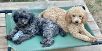 MItzie, a female Poodle - Miniature  for sale in Judsonia, AR – 6 of 9