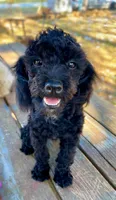 Labor Day Deal?, a male Poodle - Miniature  for sale in Judsonia, AR – 5 of 9