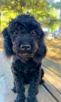 Labor Day Deal?, a male Poodle - Miniature  for sale in Judsonia, AR – 3 of 9