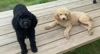 MItzie, a female Poodle - Miniature  for sale in Judsonia, AR – 5 of 9