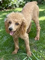 Millie, a female Poodle - Toy  for sale in Judsonia, AR – 2 of 2