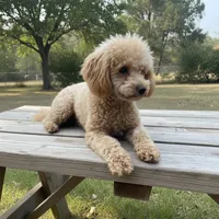 MItzie, a female Poodle - Miniature  for sale in Judsonia, AR – 8 of 9