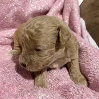 processed/9badcc3a-5f17-4bc3-b592-591a5c14007b/listing/708c83ba-5c61-440e-9aa2-23f972dc1940/0591a3e9-e038-4302-a95e-e346901a9ace