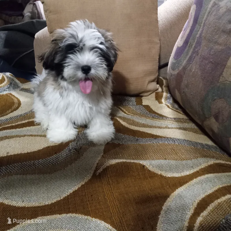 Shih Tzu Alpha – Shih Tzu puppy for sale in Judsonia, AR