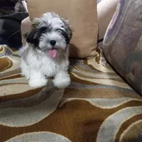 Shih Tzu Alpha, a male Shih Tzu for sale in Judsonia, AR – 1 of 1