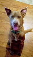 Dingo, a male Australian Kelpie for sale in Judsonia, AR – 3 of 4