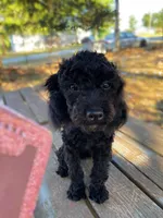 Labor Day Deal?, a male Poodle - Miniature  for sale in Judsonia, AR – 4 of 9
