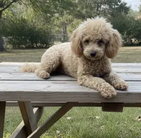 MItzie, a female Poodle - Miniature  for sale in Judsonia, AR – 3 of 9