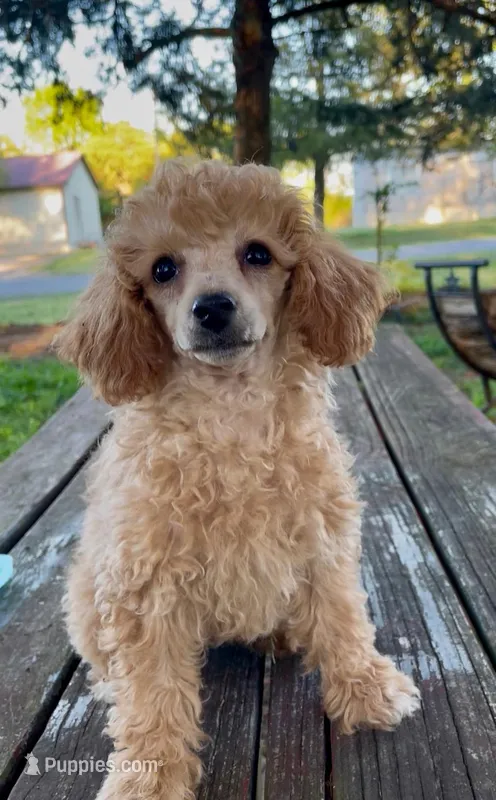 Trixie Tu-Tu  – Poodle - Miniature  puppy for sale in Judsonia, AR