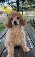 Trixie Tu-Tu REDUCED!, a female Poodle - Miniature  for sale in Judsonia, AR – Photo 1 of 7