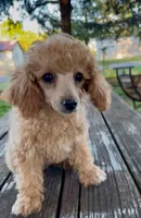 Trixie Tu-Tu REDUCED!, a female Poodle - Miniature  for sale in Judsonia, AR – Photo 7 of 7
