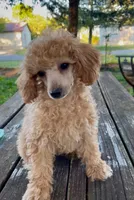 Trixie Tu-Tu REDUCED!, a female Poodle - Miniature  for sale in Judsonia, AR – Photo 2 of 7