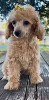 Trixie Tu-Tu REDUCED!, a female Poodle - Miniature  for sale in Judsonia, AR – Photo 3 of 7