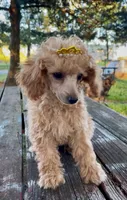Trixie Tu-Tu REDUCED!, a female Poodle - Miniature  for sale in Judsonia, AR – Photo 4 of 7