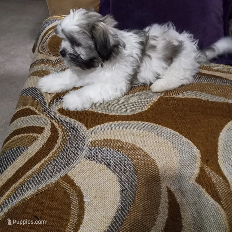 Shih Tzu Charlie  – Shih Tzu puppy for sale in Judsonia, AR