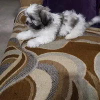 Shih Tzu Charlie , a male Shih Tzu for sale in Judsonia, AR – 1 of 1
