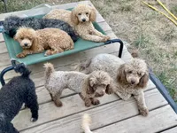 MItzie, a female Poodle - Miniature  for sale in Judsonia, AR – 7 of 9