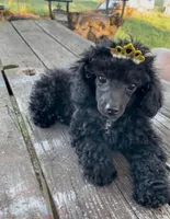 Princess Poppy - REDUCED!, a female Poodle - Miniature  for sale in Judsonia, AR – Photo 4 of 5