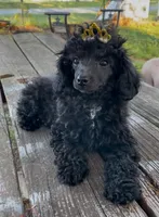 Princess Poppy - REDUCED!, a female Poodle - Miniature  for sale in Judsonia, AR – Photo 5 of 5