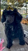 Princess Poppy - REDUCED!, a female Poodle - Miniature  for sale in Judsonia, AR – Photo 1 of 5