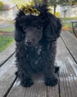 Princess Poppy - REDUCED!, a female Poodle - Miniature  for sale in Judsonia, AR – Photo 3 of 5