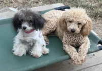 MItzie, a female Poodle - Miniature  for sale in Judsonia, AR – 4 of 9