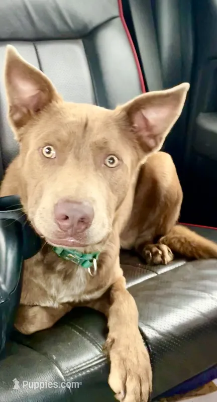 Dingo – Australian Kelpie puppy for sale in Judsonia, AR