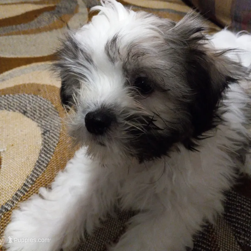 Shih Tzu Bravo – Shih Tzu puppy for sale in Judsonia, AR