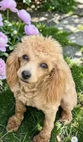 Millie, a female Poodle - Toy  for sale in Judsonia, AR – 1 of 2