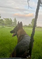 Z, REDUCED!, a female German Shepherd Dog for sale in Judsonia, AR – Photo 6 of 6