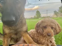 Z, REDUCED!, a female German Shepherd Dog for sale in Judsonia, AR – Photo 4 of 6