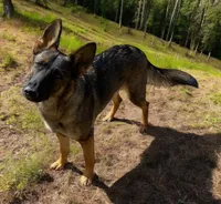 Z, REDUCED!, a female German Shepherd Dog for sale in Judsonia, AR – Photo 1 of 6