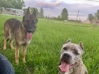 Z, REDUCED!, a female German Shepherd Dog for sale in Judsonia, AR – Photo 5 of 6