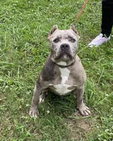 Slater, a male American Bully for sale in Judsonia, AR – Photo 4 of 10