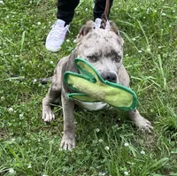 Slater, a male American Bully for sale in Judsonia, AR – Photo 8 of 10