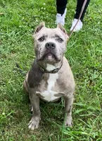 Slater, a male American Bully for sale in Judsonia, AR – Photo 3 of 10