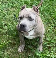 Slater, a male American Bully for sale in Judsonia, AR – Photo 5 of 10