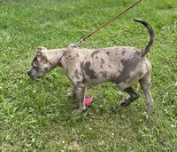 Slater, a male American Bully for sale in Judsonia, AR – Photo 6 of 10