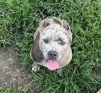 Slater, a male American Bully for sale in Judsonia, AR – Photo 2 of 10