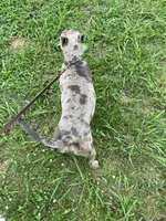 Slater, a male American Bully for sale in Judsonia, AR – Photo 10 of 10
