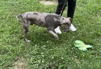 Slater, a male American Bully for sale in Judsonia, AR – Photo 7 of 10