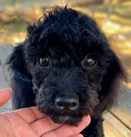 Labor Day Deal?, a male Poodle - Miniature  for sale in Judsonia, AR – 2 of 9