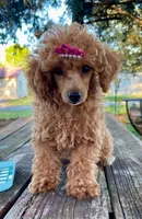 Madame Millie, a female Poodle - Miniature  for sale in Judsonia, AR – Photo 5 of 5