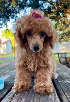 Madame Millie, a female Poodle - Miniature  for sale in Judsonia, AR – Photo 4 of 5